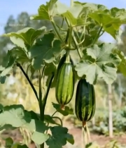  藤蔓上生长的绿色小南瓜1709#竖屏 	 