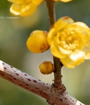  特写绽放的黄色梅花(2)3007#竖屏 	 