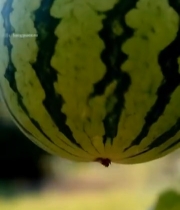  藤蔓上生长的西瓜3531#竖屏 	 