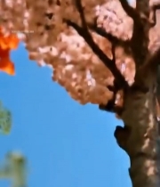  特写盛开的橙红色花朵7501#竖屏 	 