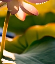  特写粉色带露珠的荷花5342#竖屏 	 