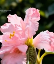  特写粉色花朵5005#竖屏 	 