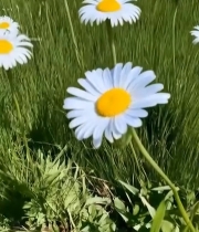  特写白色雏菊花朵2748#竖屏 	 