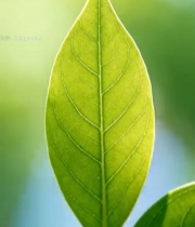  特写绿叶植物素材476#竖屏 	 