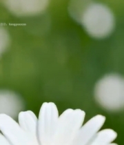  特写两朵白色雏菊7138#竖屏 	 