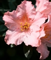  特写粉色花朵素材5692#竖屏 	 