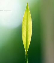  特写嫩绿叶片6931#竖屏 	 