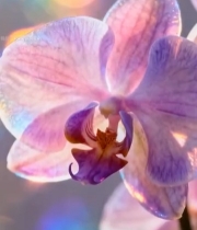  特写粉色蝴蝶兰花卉4104#竖屏 	 