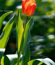  特写红色郁金香4342#竖屏 	 