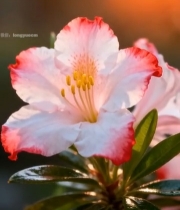  特写粉色边缘花朵4824#竖屏 	 