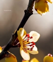  特写黄色梅花花朵1427#竖屏 	 