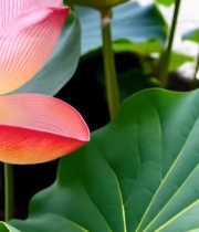  特写粉色带水珠荷花1866#竖屏 	 