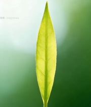  特写茶叶嫩芽素材3121#竖屏 	 