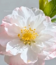  特写粉色花卉素材998#竖屏 	 