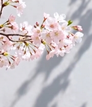  特写粉色樱花枝5269#竖屏 	 