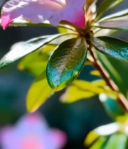  特写粉色杜鹃花(1)2331#竖屏 	 