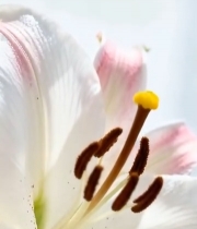  特写粉色白色百合花(1)3564#竖屏 	 