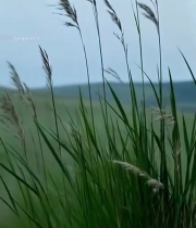  随风摇曳的原野青草1556#竖屏 	 