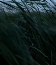  随风摇曳的芦苇(1)7904#竖屏 	 