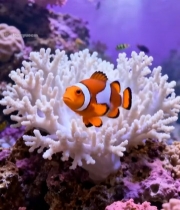  水族馆小丑鱼与珊瑚画面6153#竖屏 	 