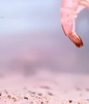  水中鲜活白虾特写镜头223#竖屏 	 