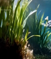  水下阳光照射水草景象4519#竖屏 	 
