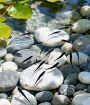  水中石子与游动小鱼2244#竖屏 	 