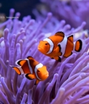  水族馆小丑鱼与海葵特写2774#竖屏 	 