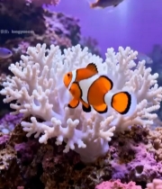  水族馆小丑鱼与珊瑚景观2882#竖屏 	 