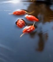  水中漂浮的枸杞特写素材3649#竖屏 	 