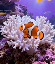  水族馆小丑鱼与珊瑚景观2882#竖屏 	 