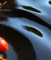  水中漂浮的枸杞特写5286#竖屏 	 