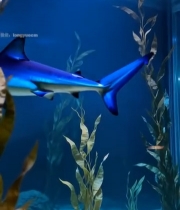  水族馆内鲨鱼游动素材4597#竖屏 	 