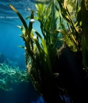  水下阳光照射海藻与气泡1043#竖屏 	 