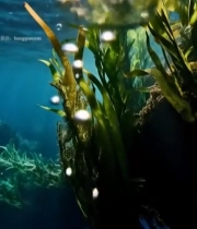  水下阳光照射海藻与气泡1043#竖屏 	 