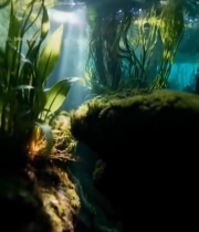  水下植物与阳光景象307#竖屏 	 