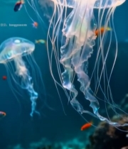  水母与热带鱼水中游动画面3521#竖屏 	 