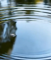  水面涟漪自然风光特写4212#竖屏 	 