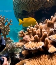  水下拍摄珊瑚与黄色小鱼2059#竖屏 	 