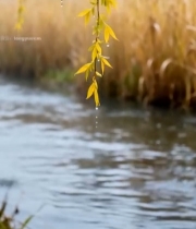  水边垂柳嫩绿枝叶3501#竖屏 	 