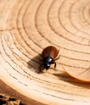  树桩上的甲虫特写6131#竖屏 	 