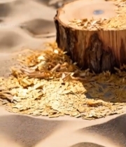  树桩特写及木屑素材7054#竖屏 	 