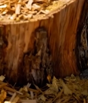 树桩特写及周围木屑素材5990#竖屏 	 