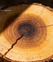  树桩年轮特写素材3938#竖屏 	 