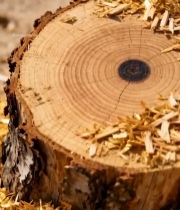  树桩截面特写素材4568#竖屏 	 