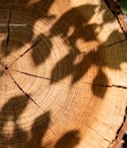  树桩截面树叶光影素材5066#竖屏 	 