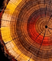  树桩年轮特写素材(1)6731#竖屏 	 