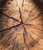  树桩年轮特写(2)4971#竖屏 	 