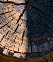  树桩横截面特写素材4889#竖屏 	 