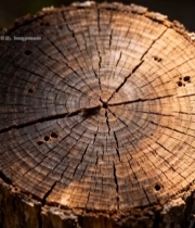  树桩年轮特写素材(2)7711#竖屏 	 